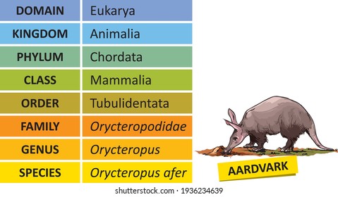 The hierarchy of biological classification's major taxonomic ranks. Classification of organisms into systemic categories, Aardvark example.