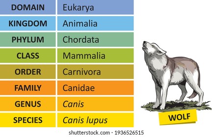 The hierarchy of biological classification's major taxonomic ranks. Classification of organisms into systemic categories, Wolf example.