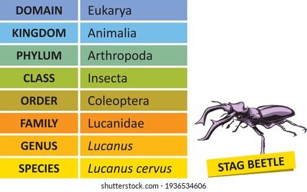 The hierarchy of biological classification's major taxonomic ranks. Classification of organisms into systemic categories, Stag beetle example.