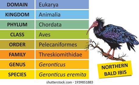 The hierarchy of biological classification's major taxonomic ranks. Classification of organisms into systemic categories, Northern Bald Ibis example.