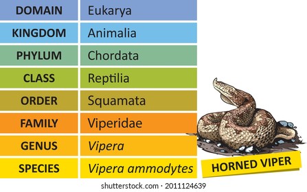 The hierarchy of biological classification's major taxonomic ranks. Classification of organisms into systemic categories, Vipera ammodytes example.