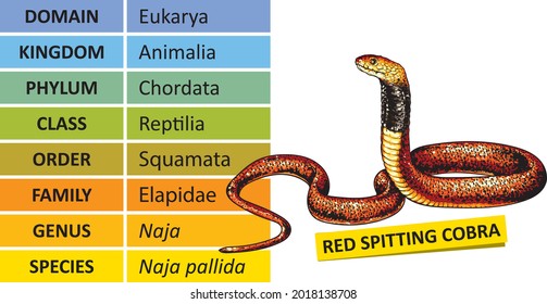 The hierarchy of biological classification's major taxonomic ranks. Classification of organisms into systemic categories. The red spitting cobra (Naja pallida).