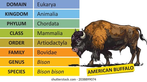 The hierarchy of biological classification's major taxonomic ranks. Classification of organisms into systemic categories, American bison, plains bison, an American buffalo.