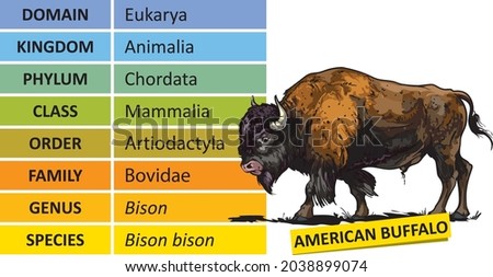 Image, Stock Photo hierarchy cows Cow