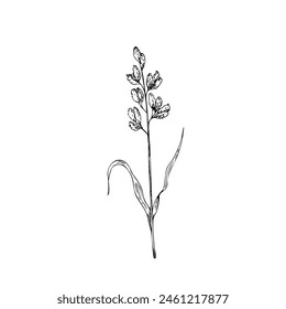 Hierochloe odorata vector. Hand painted graphic sweet grass or holy grass isolated on background. Meadow dry plant. Botanical, Medicinal and Herbal illustration. For designers, invitations, decoration