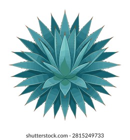 A high angle view showing a beautiful blue agave succulent plant featuring sharply pointed leaves arranged in a symmetrical radial pattern. This botanical subject is captured on a solid white background highlighting its vibrant color and organic form.