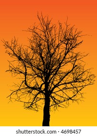 A high contrast bare tree in color