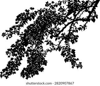 A high contrast black silhouette of a tree branch with dense leaves isolated on a pure white background.
