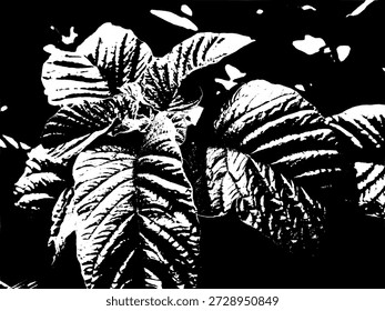 Kontrastreiche schwarze Spinat Blatt Silhouette. Abstrakte Bio-Laubschablone von Gartenpflanzen für minimalistische Natur und gesunde Lifestyle Designs.