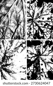 High contrast black and white close-up of a leaf surface, highlighting detailed vein structures and organic texture. Perfect for abstract design, backgrounds, and natural botanical art projects.