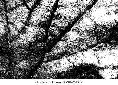 High contrast black and white close-up of a leaf surface, highlighting detailed vein structures and organic texture. Perfect for abstract design, backgrounds, and natural botanical art projects.