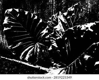High contrast black and white graphic illustration of giant taro leaves, Alocasia macrorrhizos. Stencil vector silhouette for streetwear and design.