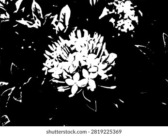 High contrast black and white graphic illustration of yellow Ixora flower cluster with raindrops. Stencil vector silhouette pattern for design.