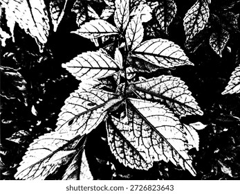 Kontrastreiche schwarz-weiße Blattaderdarstellung. Abstraktes botanisches Silhouettenmuster für minimalistisches Grafikdesign und naturthematisches Branding.