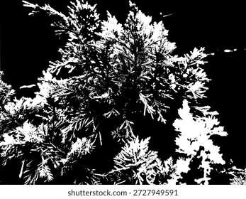 High contrast black and white pine tree silhouette illustration. Abstract coniferous foliage stencil for minimalist nature and landscape designs.