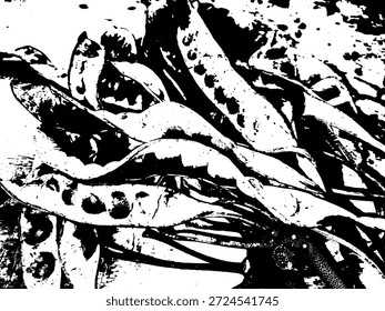 Ilustración vectorial de frijoles amargos (petai) en blanco y negro de alto contraste. Silueta botánica Abstractas para la decoración tradicional del diseño culinario asiático.