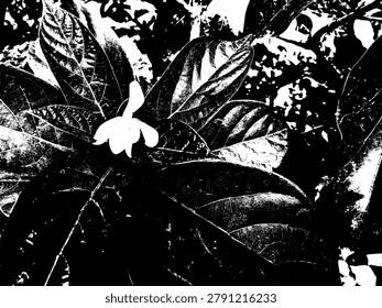High contrast black and white vector illustration of Magnolia x alba flower and leaves. Close up detailed botanical stencil art graphic pattern.