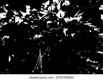 High contrast black and white vector illustration of bleeding heart vine flower. Abstract monochrome ornamental plant foliage and blossom stencil graphic.