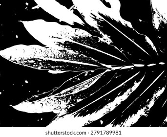 High contrast black and white vector illustration of water droplets on galangal leaves. Abstract monochrome botanical stencil foliage pattern with raindrops details.