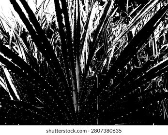 High contrast black and white vector illustration of Pandanus tectorius leaves. Abstract radial pattern of spiny pandan duri or thatch screwpine coastal plant in a gritty stencil art style.