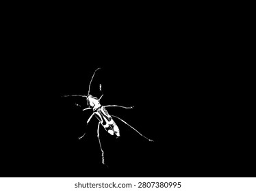 High contrast black and white vector illustration of a bamboo tiger longhorn beetle, Chlorophorus annularis. Silhouette graphic of bamboo pest insect isolated on black background.