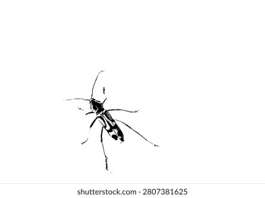 High contrast black and white vector illustration of a bamboo tiger longhorn beetle, Chlorophorus annularis. Silhouette graphic of bamboo pest insect isolated on white background.