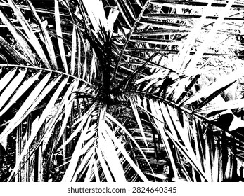 High contrast black and white vector silhouette of a top view overhead cycas sago palm tree crown.