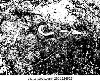 High contrast black and white vector illustration of a curled millipede on rough ground soil.
