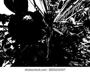 High contrast black and white vector illustration of elegant Zinnia elegans plants in a garden.