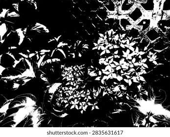 High contrast black and white vector illustration of blooming Ixora flower clusters and foliage in a garden.