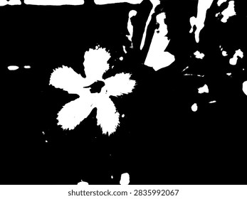 High contrast black and white vector illustration of an adenium obesum flower with water droplets in a stencil art style.