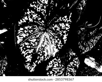 High contrast black and white vector illustration of speckled caladium gingerland leaf texture pattern.