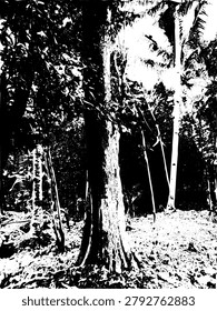 High contrast silhouette vector of a majestic old teak tree. Tectona grandis big trunk illustration, tropical jungle landscape, botanical grunge nature backdrop in monochrome EPS.