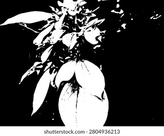 High contrast stencil illustration of white Mussaenda philippica plant. Abstract botanical grunge vector pattern of tropical Nusa Indah flower silhouette graphic.