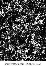 High contrast vector illustration of dense boxwood bush foliage. Stenciled monochrome abstract texture of Buxus sempervirens leaves pattern.