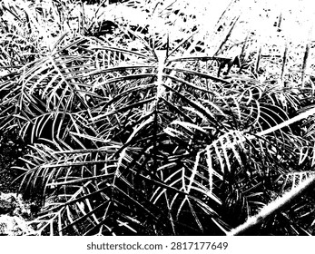 High contrast vector illustration of Ipomoea quamoclit cypress vine leaves texture. Abstract monochrome botanical foliage silhouette pattern asset for streetwear design and poster background.