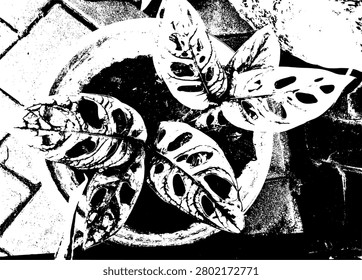 High contrast vector illustration of a Monstera adansonii plant in a pot. Monochrome botanical grunge stencil texture design element for clothing prints and urban jungle abstract background.