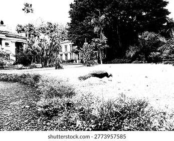 High contrast vector silhouette of a peacock foraging on a lawn. Historic colonial house and giant banyan tree background, creating a majestic vintage heritage atmosphere in monochrome.