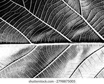 High contrast vector silhouette of teak leaf vein texture. Monochrome abstract macro organic leaf bone stencil pattern with heavy grunge details for background.