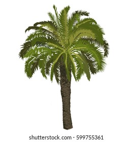 High date palm tree in color on a white background