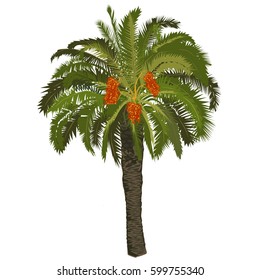 High date palm tree with fruits on a white background