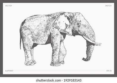 High detail hand drawn vector illustration of elephant, realistic drawing, sketch