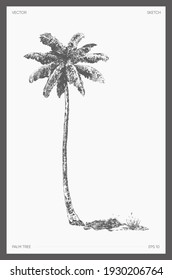 High detail hand drawn vector illustration of palm tree, realistic drawing, sketch