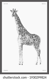 High detail hand drawn vector illustration of giraffe, realistic drawing, sketch