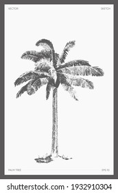 High detail hand drawn vector illustration of palm tree, realistic drawing, sketch