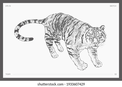 High detail hand drawn vector illustration of tiger, realistic drawing, sketch