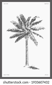 High detail hand drawn vector illustration of palm tree, realistic drawing, sketch