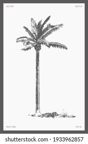 High detail hand drawn vector illustration of palm tree, realistic drawing, sketch