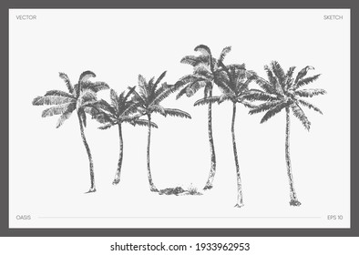 High Detail Hand Drawn Vector Illustration Of Palm Trees, Realistic Drawing Of Oasis, Sketch