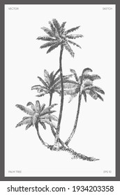 High detail hand drawn vector illustration of palm trees, realistic drawing of oasis, sketch